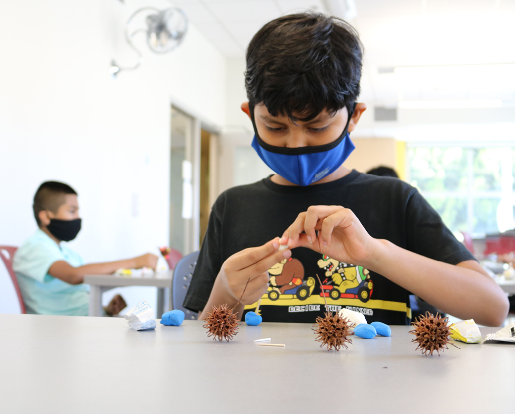 Students modeled the corona virus using spiky seed pods and human cells using Styrofoam.